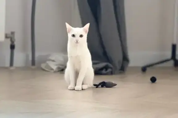 Кошки потеряшки, Тверь, фото: Потеряшка кошка, бульвар Цанова, 13А, Тверь - белая с разными глазами