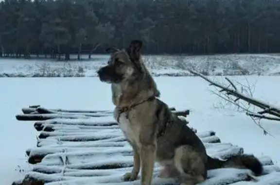 Собаки потеряшки, Коровино, фото: Потеряшка собака, 15А, Коровино - кобель в красном шнурке и оранжевой шлейке
