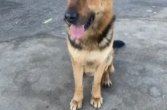 Найдена собака, Пашуково, фото: Найден собака, Береговая улица, Пашуково - овчар, молодой и контактный