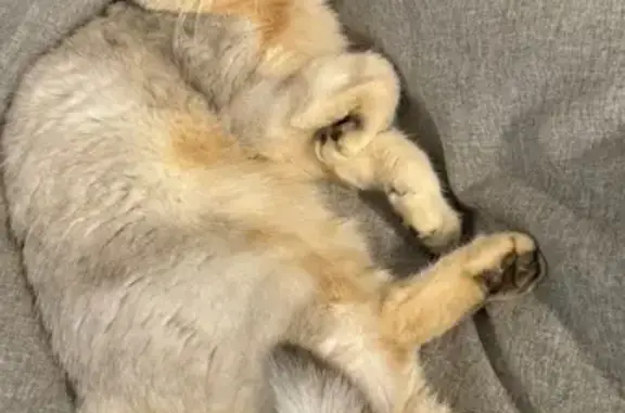 Пропал кот, Порошино, Кировская область - шотландский, пепельный окрас - photo