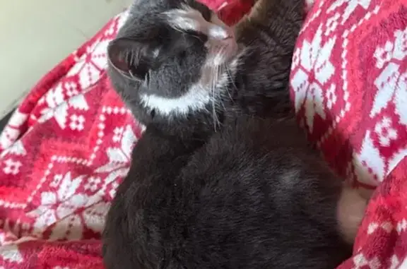 Пропала кошка, Озерковая улица, 35, Петергоф, Ломоносов - выпала с балкона - photo