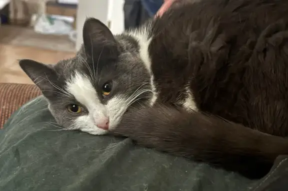 Кошки потеряшки, Ломоносов, фото: Потеряшка кошка, Озерковая улица, 35, Петергоф, Ломоносов - выпала с балкона