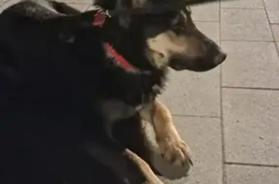 Найдена собака, Долгопрудный, фото: Найдена собака, проспект Пацаева, Долгопрудный - похожа на метиса немецкой овчарки