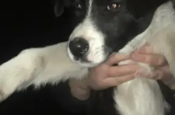 Пропал собака, Беслан, Северная Осетия — Алания - черно-белая, кличка Бим - photo