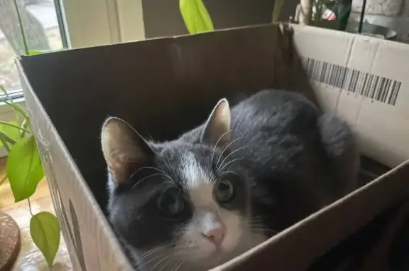 Пропала кошка, Волжский бульвар, 32 к1, Москва - черно-белая, робкая - photo