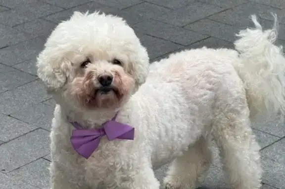 Собаки потеряшки, дачного хозяйства «Жуковка», фото: Потеряшка собака, Жуковский проезд, посёлок дачного хозяйства «Жуковка»