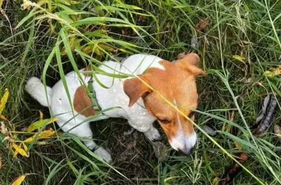 Пропал собака, Полярная улица, Норильск - белый с оранжевыми пятнами - photo