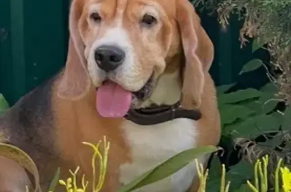 Пропал собака, аллея Дорога Жизни, Москва - бигль, кличка Марс - photo