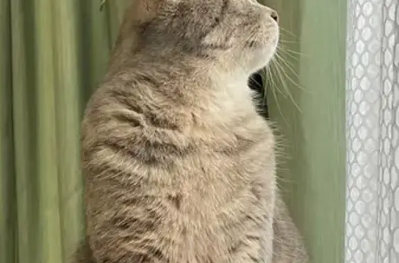 Кошки потеряшки, Краснодар, фото: Потеряшка кошка, Рашпилевская улица, 81, Краснодар