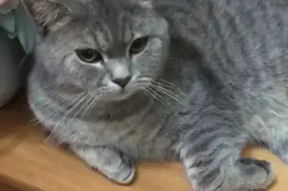 Пропала кошка, Рашпилевская улица, 81, Краснодар - photo