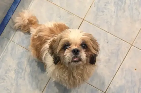 Найдена собака, Щёлково, фото: Найден собака, улица Маяковского, 23, Щёлково - мальчик ши-тцу