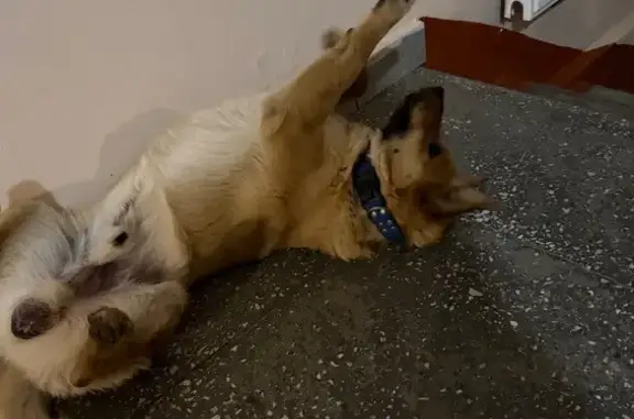 Объявления о пропавших и найденных животных, Ставрополь, фото: Найдена собака, улица Пржевальского, 2, Ставрополь - рыжая с синим ошейником