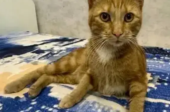 Найдена кошка, Санкт-Петербург, фото: Найден кот, Московское шоссе, Санкт-Петербург - рыжий и ручной