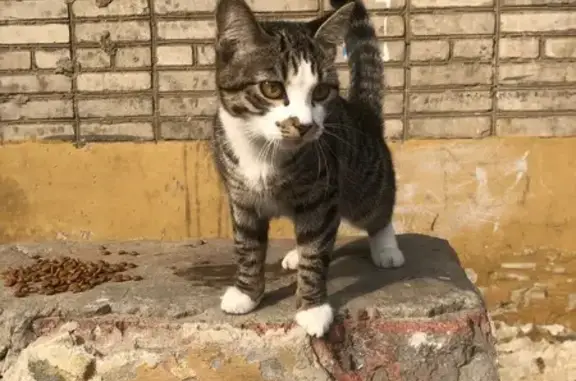 Найдена кошка, Хабаровск, фото: Найдена кошка, Центральная улица, 15, Хабаровск - ухоженная и ласковая