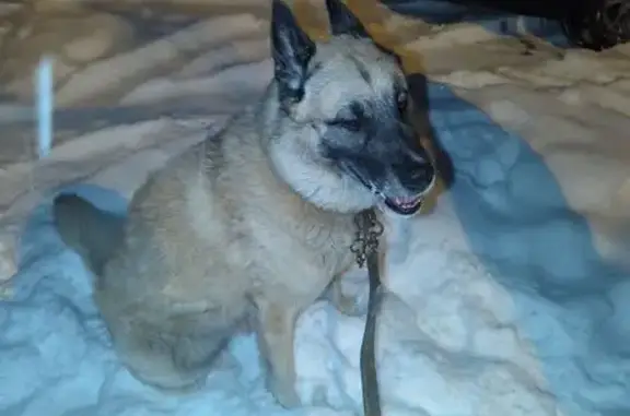 Собаки потеряшки, Митрофанова, фото: Потеряшка собака, 38Н-813, Митрофанова