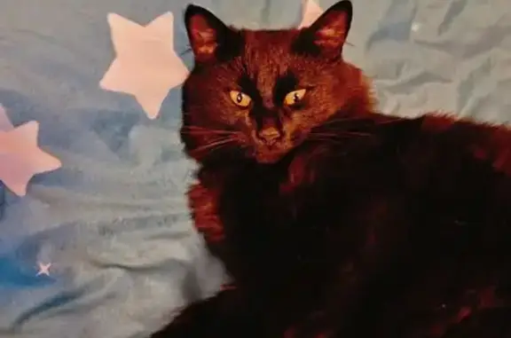 Пропал кот, улица Капитана Тряскина, 32, Волгоград - сибирский метис, чёрный - photo