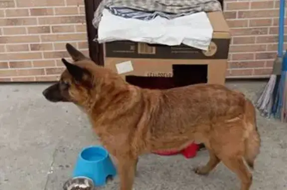 Найдена собака, Барнаул, фото: Найден собака, Барнаул, Алтайский край - рыжий кобель возле стройки