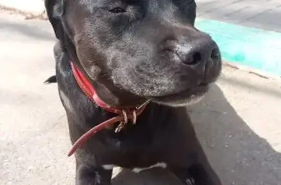Пропал собака, Профессиональная улица, Астрахань - ошейник цвета хаки - photo