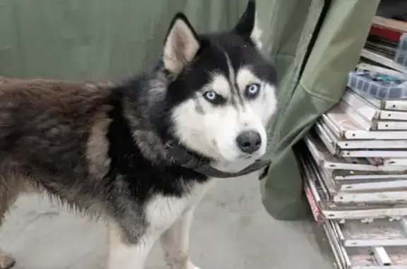 Найдена собака, Ясная Поляна, фото: Найден собака, 70К-412, 173Б, Ясная Поляна - кобель, знает команды