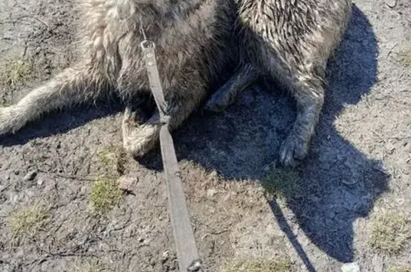 Найденные животные Зоринский, фото: Найден собака, Станционная улица, Зоринский - белый, молодой, с ошейником