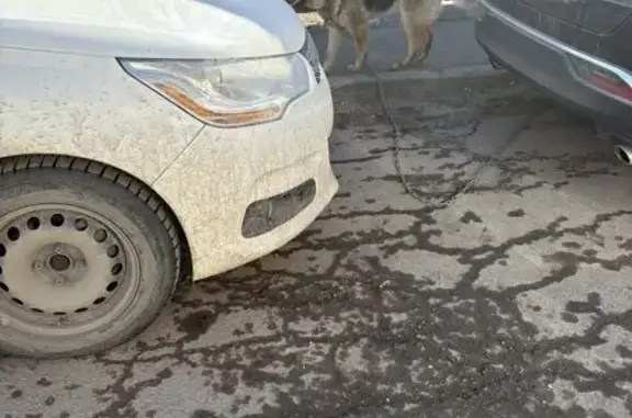 Найдена собака, Иркутск, фото: Найдена собака, Красноказачья улица, 104, Иркутск - испуганно бегает по улице