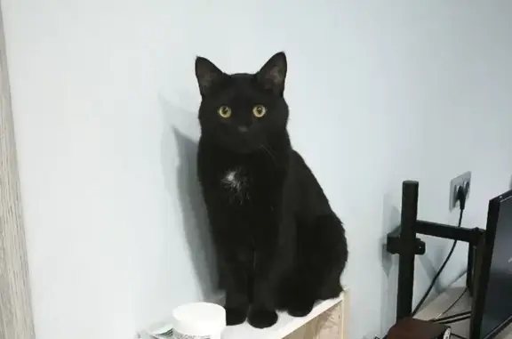 Кошки потеряшки, Пермь, фото: Потеряшка кот, Петропавловская улица, 91, Пермь - жёлтые глаза, откликается на Люцик