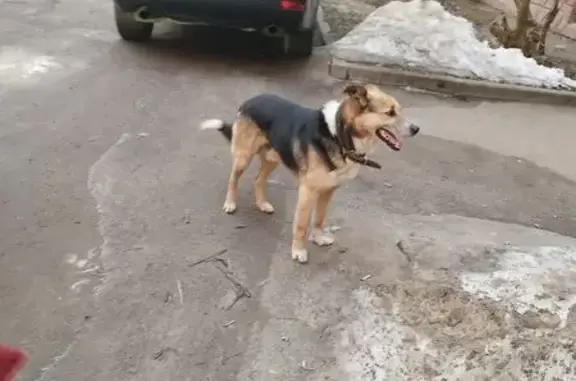 Найдена собака, Калуга, фото: Найдена собака, Николо-Козинская улица, 61, Калуга