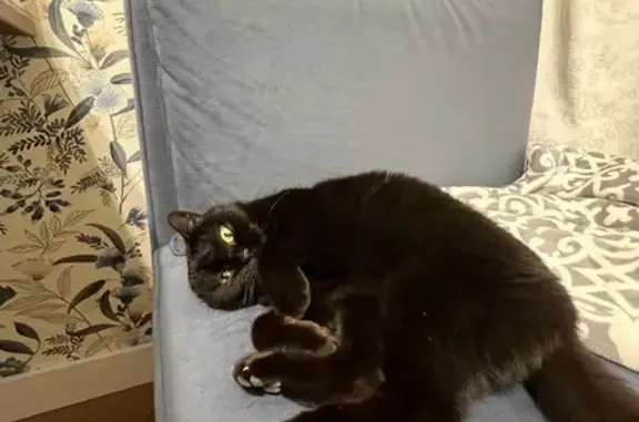 Найдена кошка, Пионерский, фото: Найдена кошка, Гранатовая улица, Сальское, Пионерский - черная шерсть, похожа на шотландку