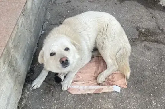 Найдена собака, Ногинск, фото: Найден собака, улица Климова, 50Б, Ногинск - светлый пес знает команды