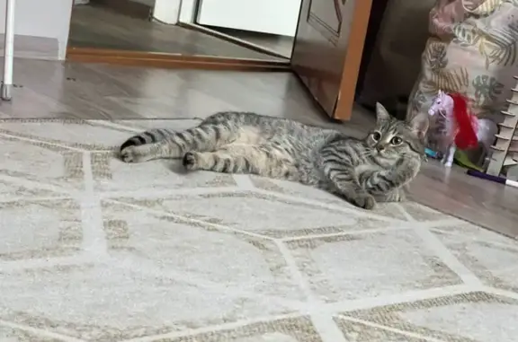 Пропал кот, проспект 9-й Пятилетки, 4А, Чебоксары - кличка Оскар, вероятно травмирован - photo