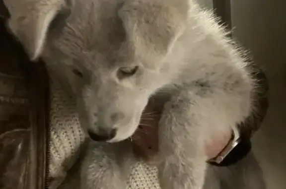 Объявления о пропавших и найденных животных, Сясьстрой, фото: Найдена собака, улица 18 Июля, 5, Сясьстрой - светлый пушистый щенок