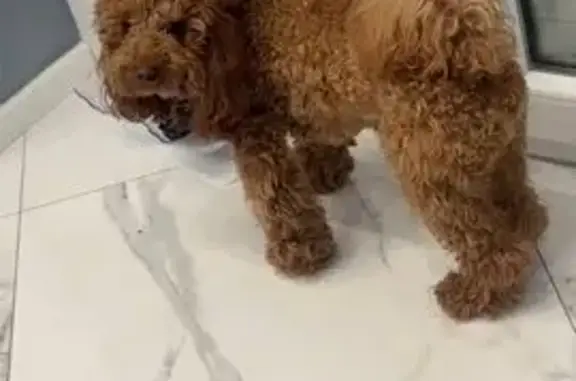 Пропал собака, мужской, Осенняя улица, 6Б, Калининград - окрас персик - photo