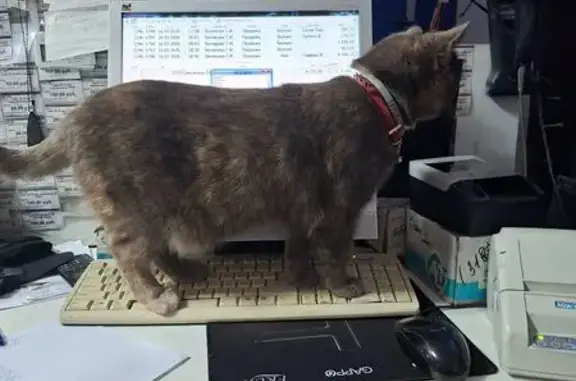 Пропала кошка, Коммунистическая улица, 68, Малоярославец - photo