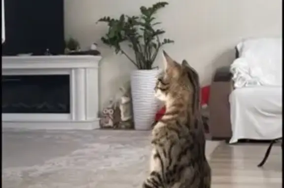 Кошки потеряшки, Стулово, фото: Потеряшка кошка, Лосино-Петровский - Ногинск, Стулово - откликается на кличку