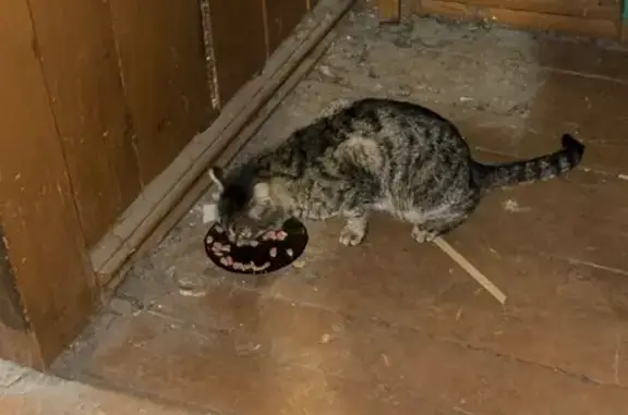 Найденные животные Абакан, фото: Найдена кошка, Аскизская улица, 153, Абакан