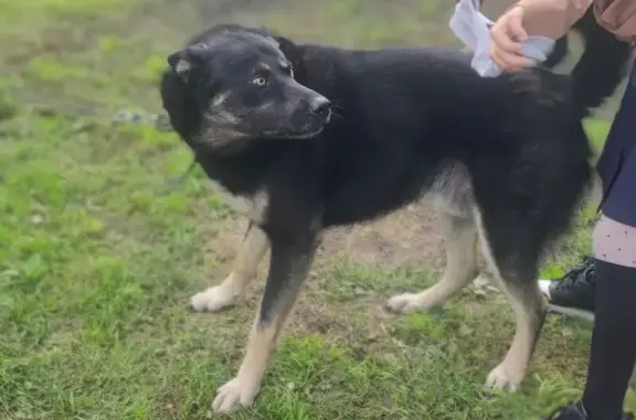 Пропал собака, Школьная улица, Талое - хвост завёрнутый вверх, пушистый - photo