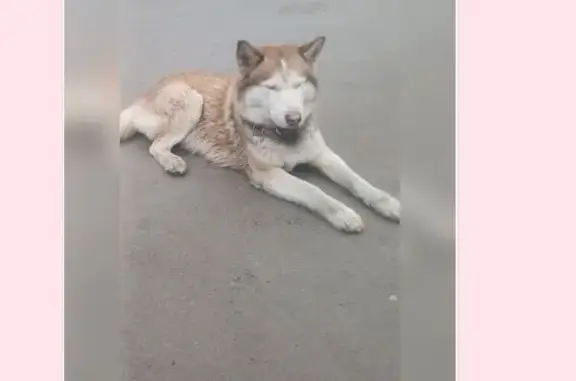 Собаки потеряшки, Песочный, фото: Потеряшка собака, Садовая улица, 75А, Песочный - рыжий с белым, ошейник из цепи