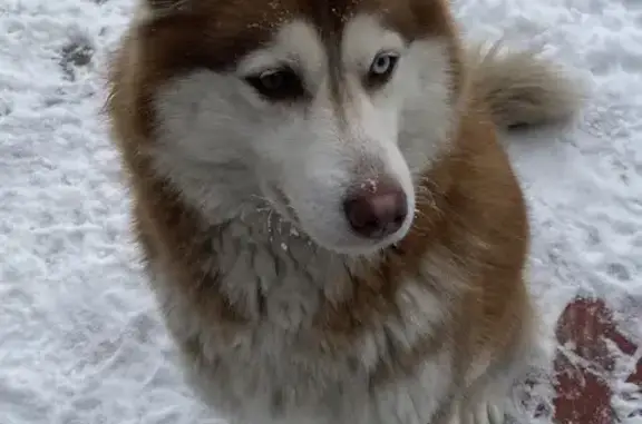 Пропала собака, Центральный переулок, 1А, Бийск - рыжая хаски с разными глазами - photo