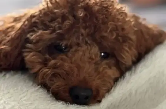 Пропал собака, Красная улица, 139В, Калининград - той пудель по кличке Луи - photo