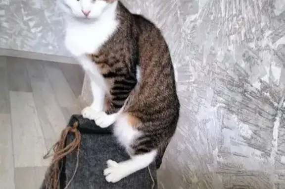 Пропала кошка, улица Дьяконова, 42, Нижний Новгород - photo