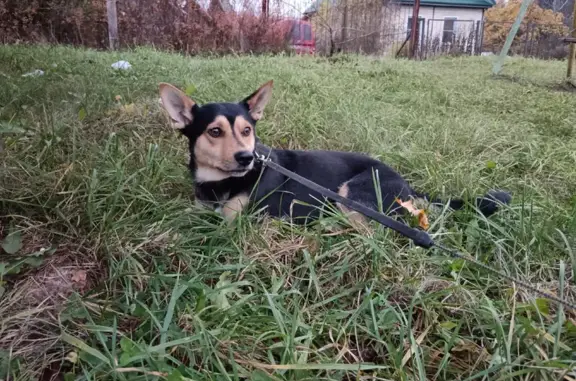 Пропал собака, 3, Беседа, Кингисепп - черный ошейник с зелеными полосками - photo