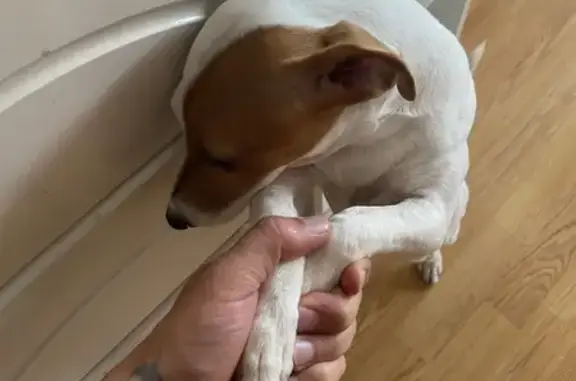 Пропала собака, Планерная улица, Москва - photo