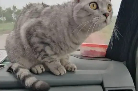 Пропал кот, Одесская улица, Абинск - серый в полоску - photo