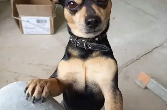 Пропал собака, улица Западный Обход, Краснодар - черный с коричневым опалом - photo