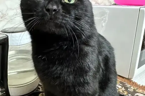 Пропал кот, Брусничный переулок, 11, Салехард - полностью черный с залысинами - photo