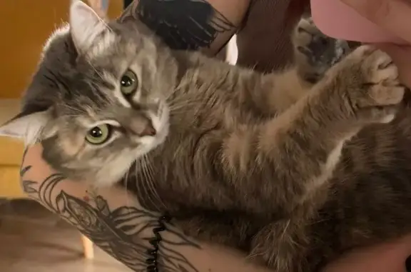 Пропала кошка, улица Заслонова, 11, Челябинск - серый полосатый окрас - photo