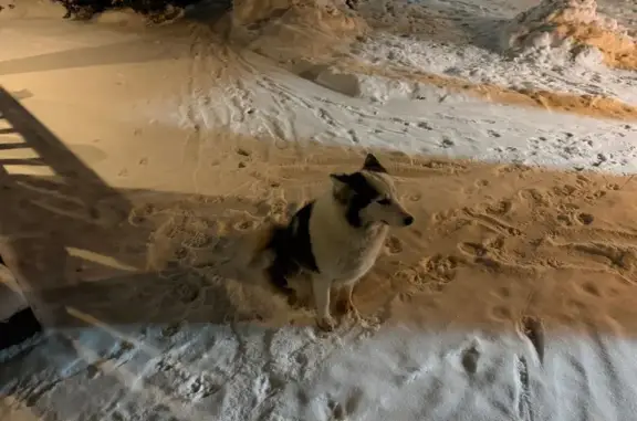Пропала собака, улица Чапаева, Родники - photo