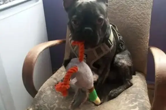 Собаки потеряшки, Москва, фото: Потеряшка собака, мужской, Осенний бульвар, 12, Москва - черно-коричневый окрас