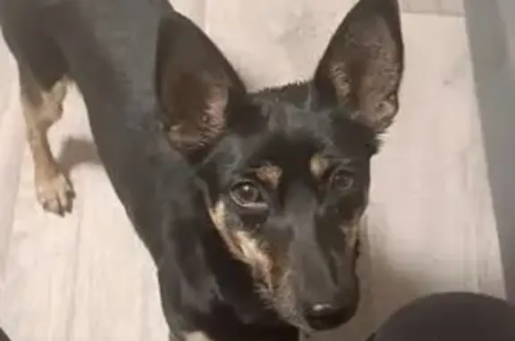 Пропала собака Девочка, Абакан (rl1158896) - photo