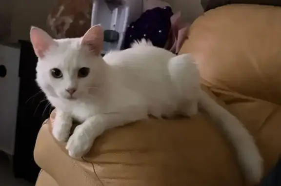 Пропала кошка, улица Кирова, Новокубанск - photo